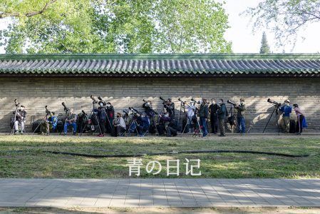 京城观鸟群像