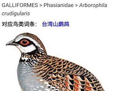 中国鸟类野外手册的CHM和APK版本